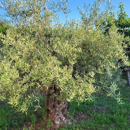 Lamaison-D'Ose Châtillon-sur-Chalaronne Dış mekan fotoğraf