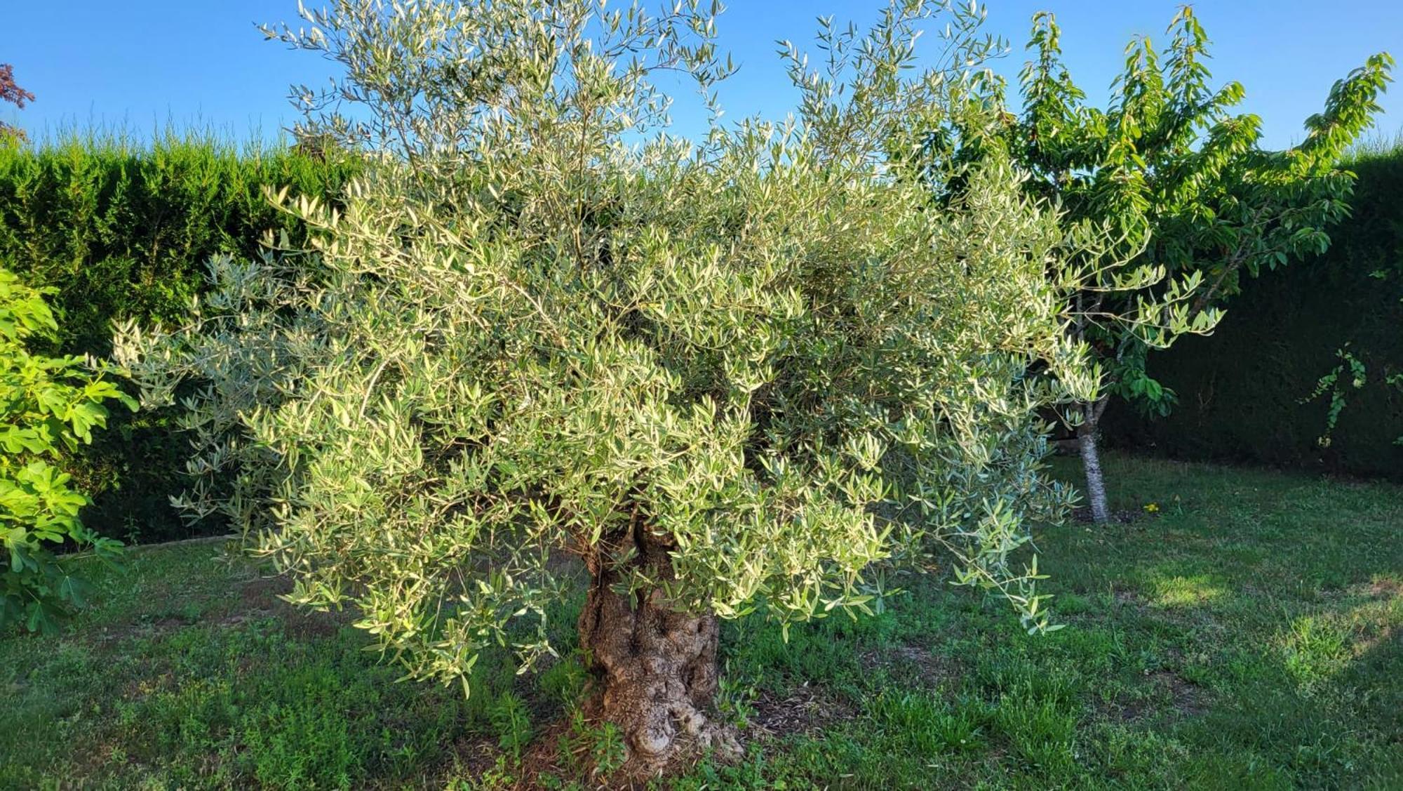 Lamaison-D'Ose Châtillon-sur-Chalaronne Dış mekan fotoğraf